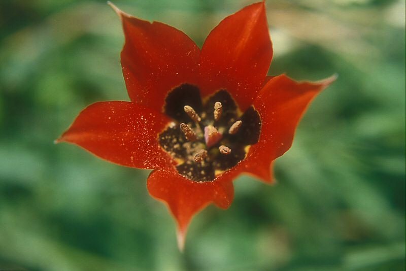 上图:山地郁金香(Mountain Tulip)是以色列的一种百合花,三至四月开花,花开六瓣,长在山坡上,很可能就是「谷中的百合花」(歌二1)。「他的嘴唇像百合花」(歌五13),这个比喻表明「谷中的百合花」很可能是红色的。