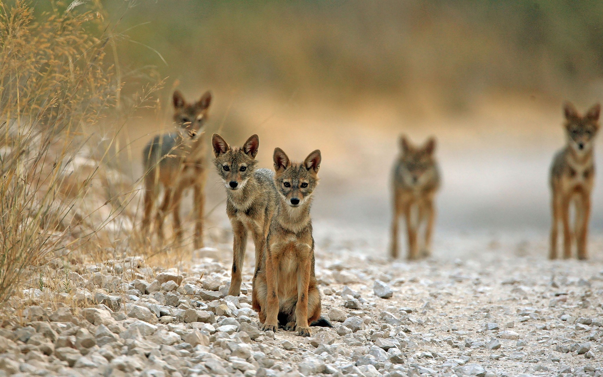 上图:一群金豺坐在耶路撒冷附近的路上。以色列的金豺(Golden Jackal)很多,学名亚洲胡狼(Canis aureus),是杂食动物,2018年的统计数据有2000多只。金豺是一夫一妻制,尚未找到配偶的成年金豺会留在父母身边帮忙照顾弟弟妹妹。