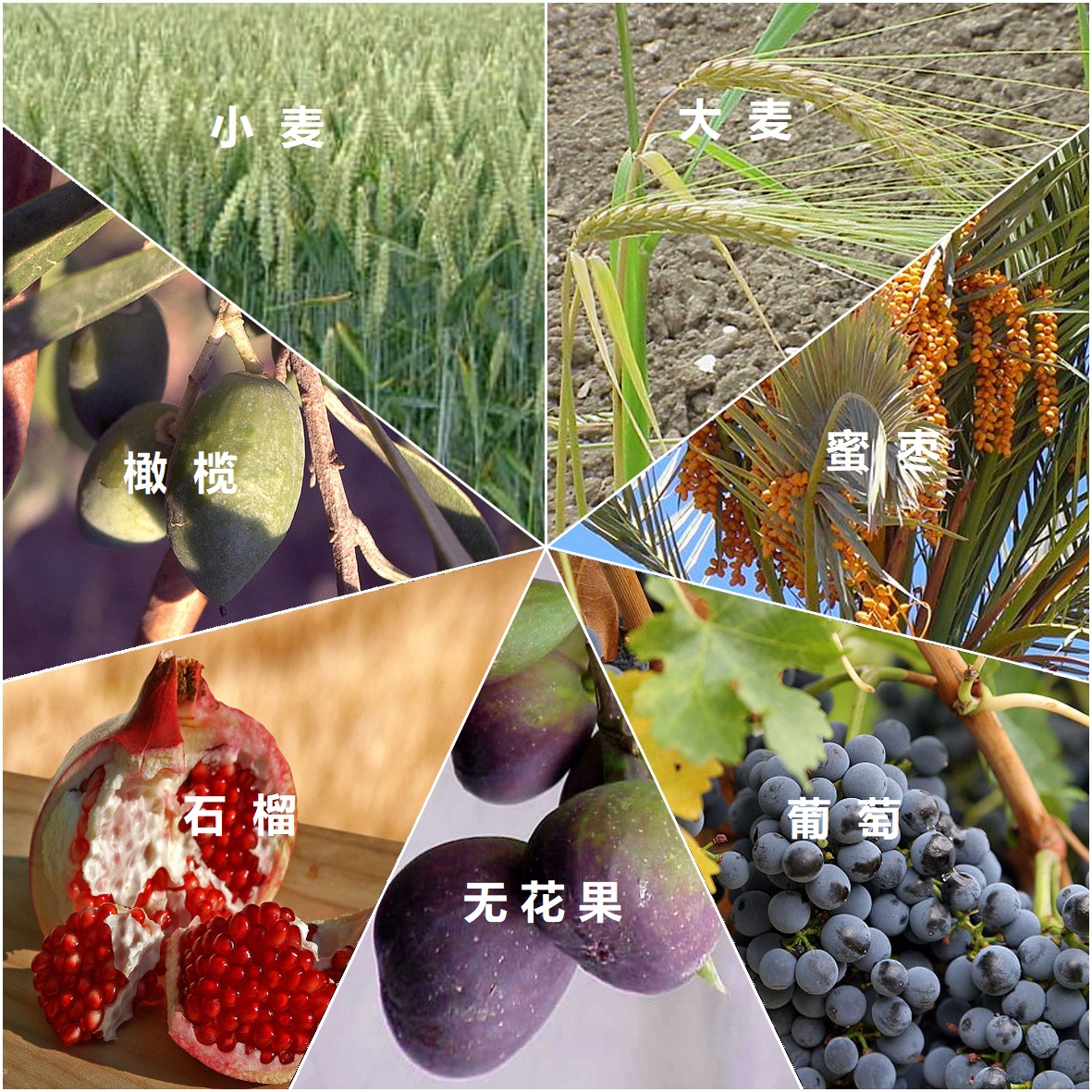 上图:「七粮 ???? ???????, Shiv'at HaMinim / Seven Spieces」指圣经中特别列出的以色列地的七种农产品,包括小麦、大麦、葡萄、无花果、石榴、橄榄和蜜枣(申八8),是古代以色列人的主要食物。《密西拿Mishna》指出,只有「七粮」的初熟果子才能在圣殿献祭。圣经中提到的蜜(申八8),很可能是蜂蜜。但在编撰《塔木德 Talmud》时,以色列的蜜蜂已经灭绝,所以用蜜枣代替蜂蜜。