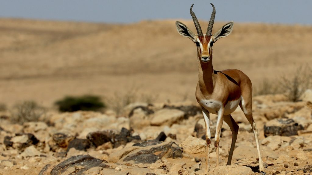上图:南地的以色列瞪羚(Israeli gazelle)。以色列瞪羚是以色列国家的象征(National Animal of Israel),也被称为山区瞪羚,属于羚羊亚种,以色列瞪羚以嫩草和树皮为食,身材苗条,脖子长,后腿比前腿长。